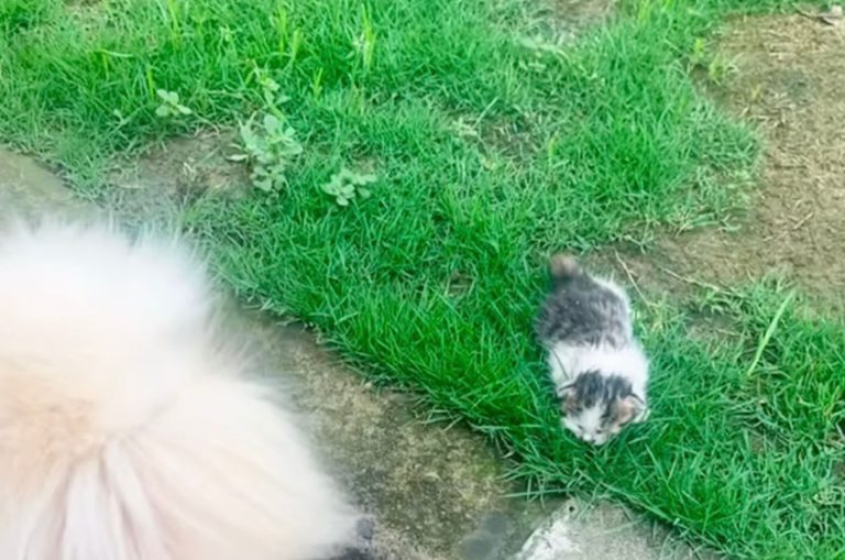 Woman Discovers A Newborn Kitten Helplessly Lying On The Ground