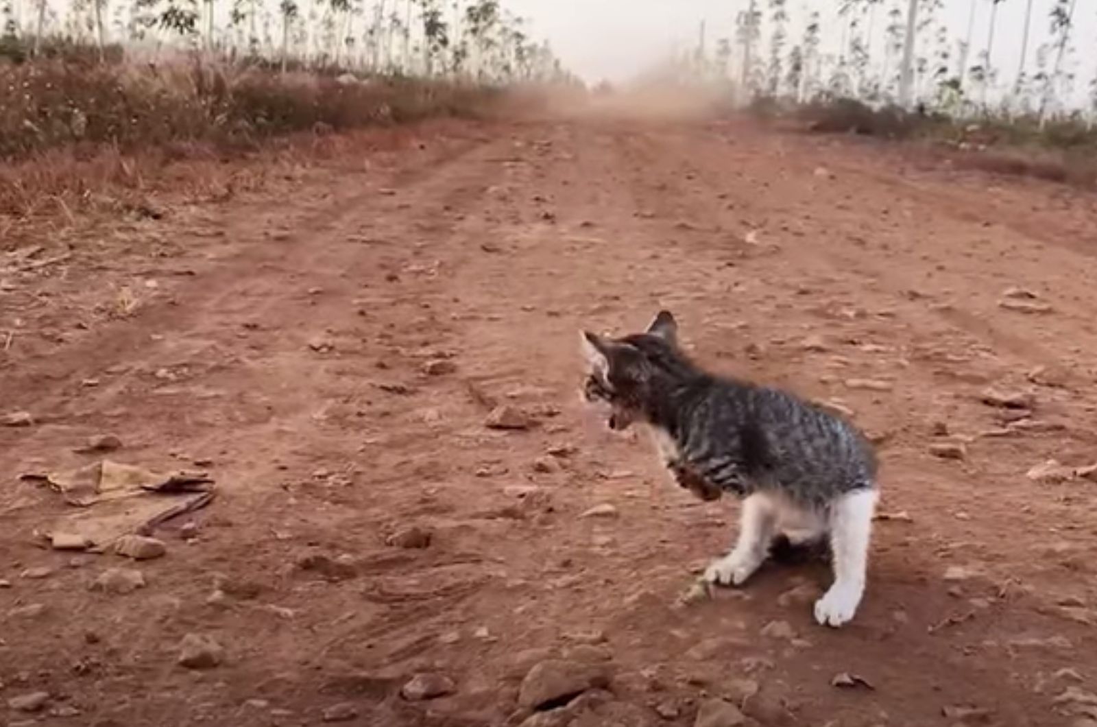 On the street, a stray cat that lost its paws begs for assistance in a desperate manner.