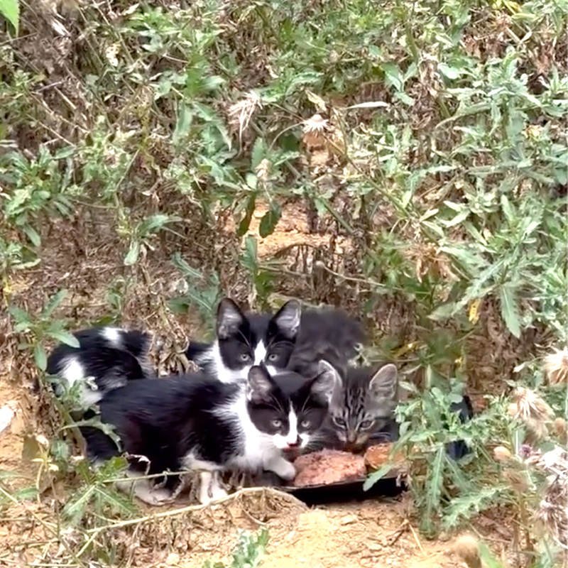 Bidding Farewell to These Three Adorable Pie Kittens Was a Bittersweet Triumph