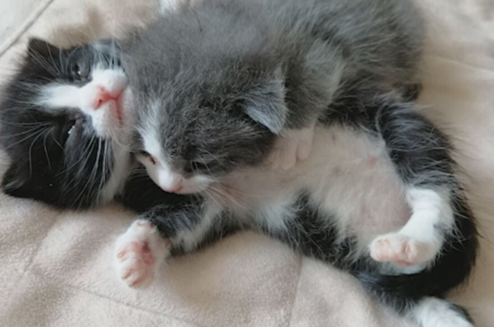 After their mother’s terrible accident, a distraught woman discovers two little kittens clinging to one another.