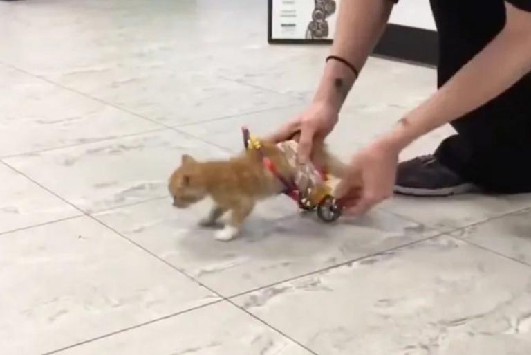 Paralyzed Kitten Gets His Own Wheelchair And Now He Can’t Stop Running