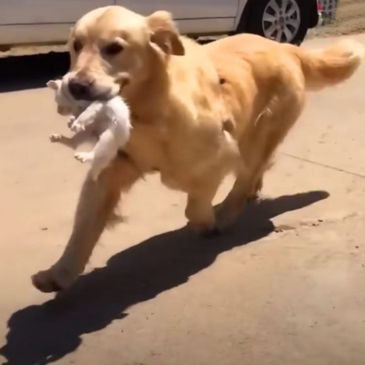 Golden Retriever Discovers Abandoned Kitten In Need And Steps In As Its Guardian