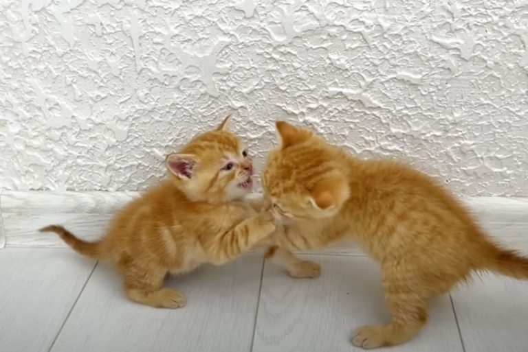 Fighting Kittens Get A Lesson In Discipline From Their Mom And It’s Just Too Adorable