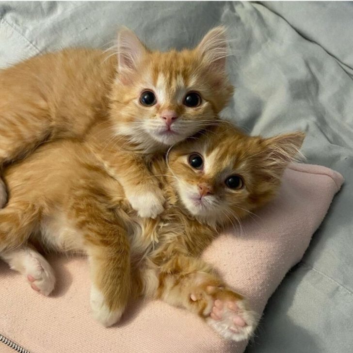 Twin Kittens Escaped An Overcrowded Shelter And Transformed Into Beautiful Ginger Fluffballs