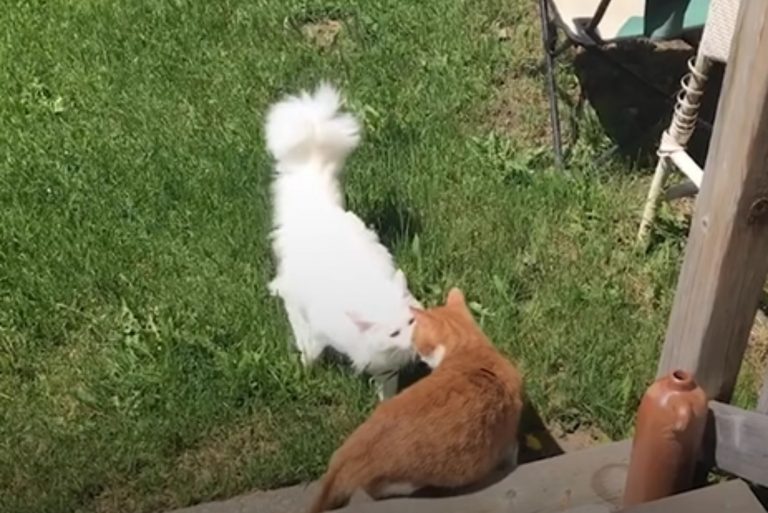 Ginger Tomcat Pulls Out All The Stops To Win Over His Hard-To-Get Crush