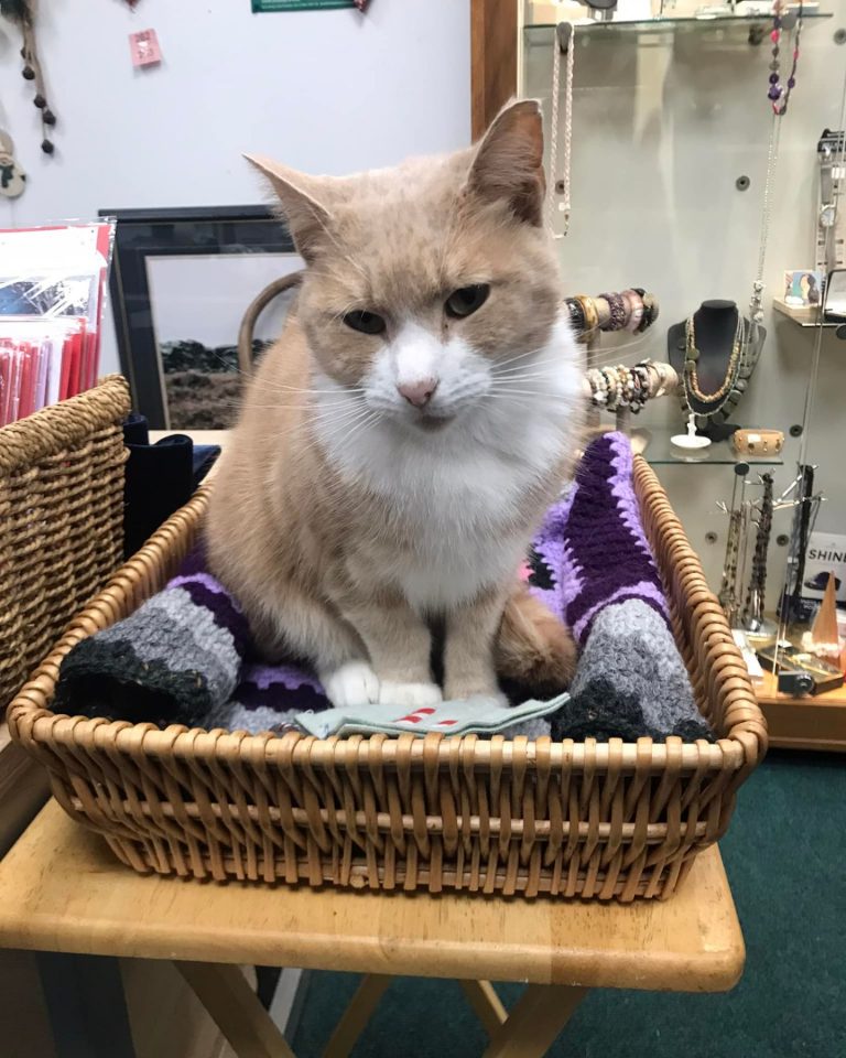 Meet Thomas, The Meow-yor Of The Town, Who Gets A Honorary Title For His Kindness