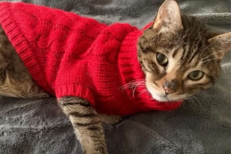 Senior Cat Can’t Get Enough Of His Sweaters And Even Cries When He’s Not Wearing One